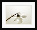 White Cyclamen by Anonymous