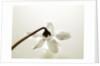 White Cyclamen by Anonymous