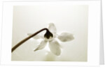 White Cyclamen by Anonymous