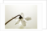 White Cyclamen by Anonymous