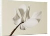 White Cyclamen by Anonymous