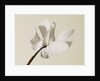 White Cyclamen by Anonymous