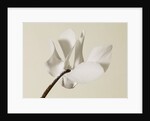 White Cyclamen by Anonymous