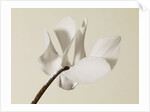 White Cyclamen by Anonymous