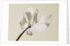 White Cyclamen by Anonymous