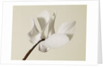 White Cyclamen by Anonymous