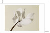 White Cyclamen by Anonymous