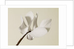 White Cyclamen by Anonymous