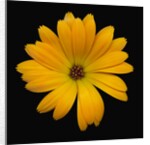 Yellow Crocus by Anonymous