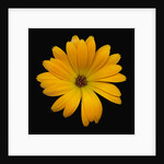 Yellow Crocus by Anonymous