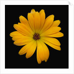 Yellow Crocus by Anonymous