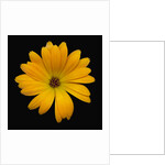 Yellow Crocus by Anonymous