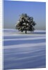 Tree in snow covered landscape by Anonymous