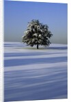 Tree in snow covered landscape by Anonymous