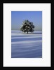 Tree in snow covered landscape by Anonymous