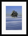 Tree in snow covered landscape by Anonymous