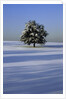 Tree in snow covered landscape by Anonymous