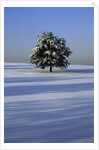 Tree in snow covered landscape by Anonymous