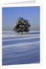 Tree in snow covered landscape by Anonymous