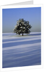 Tree in snow covered landscape by Anonymous