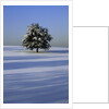 Tree in snow covered landscape by Anonymous