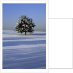 Tree in snow covered landscape by Anonymous