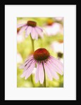 Purple coneflowers (Echinacea purpurea) by Anonymous
