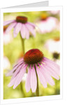 Purple coneflowers (Echinacea purpurea) by Anonymous