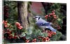 Blue Jay by Anonymous
