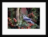 Blue Jay by Anonymous