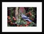 Blue Jay by Anonymous