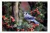Blue Jay by Anonymous