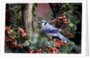 Blue Jay by Anonymous