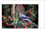 Blue Jay by Anonymous