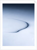 Puddle of white liquid by Anonymous