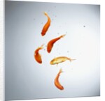 Five goldfish swimming with bubbles by Anonymous