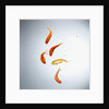 Five goldfish swimming with bubbles by Anonymous