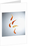 Five goldfish swimming with bubbles by Anonymous