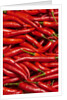 Jalapenos by Anonymous