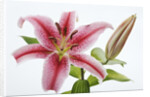 Stargazer Lily by Anonymous