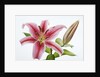Stargazer Lily by Anonymous