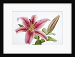Stargazer Lily by Anonymous