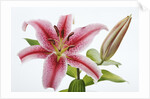 Stargazer Lily by Anonymous
