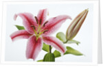 Stargazer Lily by Anonymous