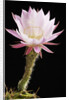 Cactus Flower by Anonymous