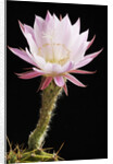 Cactus Flower by Anonymous