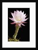 Cactus Flower by Anonymous