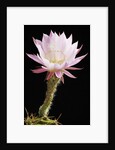 Cactus Flower by Anonymous