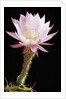 Cactus Flower by Anonymous