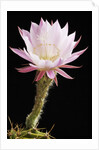 Cactus Flower by Anonymous